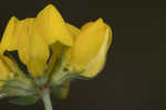 Bird's-foot trefoil